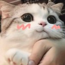 羊羽