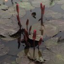 绽放