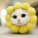 张佩