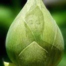 菩提花