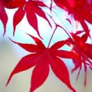 枫叶