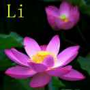 li