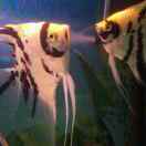 佳林