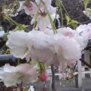 晴天雨
