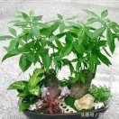 黄河水