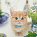 ぁ孟婆你来了ぁ
