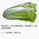 随风飘泊
