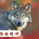 西北狼