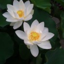 岁月友情