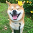 小连