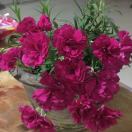 小芳