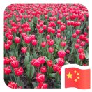兰馨儿