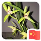 慶