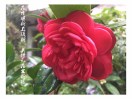 长乐君