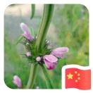 阳阳