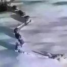龙
