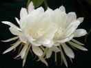 昙花一现