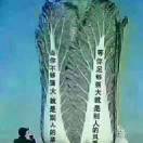 @认定就是永远&