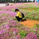 云上の花