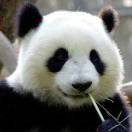 magicyuan