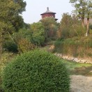 杨