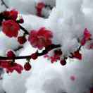 雪中之梅